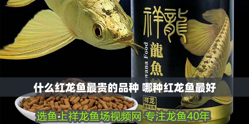 什么紅龍魚最貴的品種 哪種紅龍魚最好 全國水族館企業(yè)名錄 第1張 什么紅龍魚最貴的品種 哪種紅龍魚最好 什么紅龍魚最貴的品種 哪種紅龍魚最好 全國水族館企業(yè)名錄 第1張