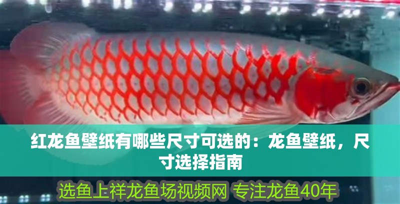 紅龍魚壁紙有哪些尺寸可選的：龍魚壁紙，尺寸選擇指南