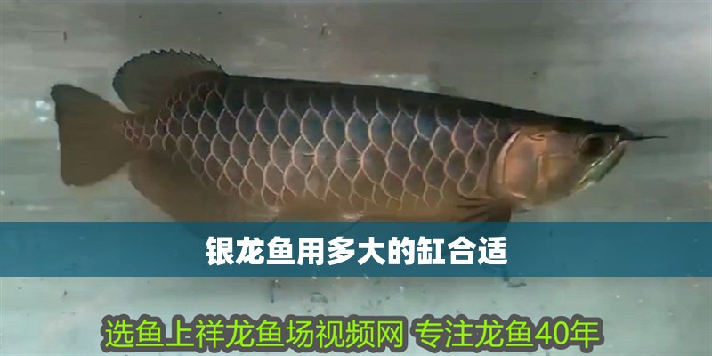 銀龍魚用多大的缸合適