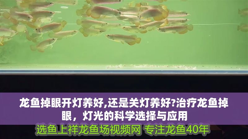 龍魚掉眼開燈養好,還是關燈養好?治療龍魚掉眼，燈光的科學選擇與應用
