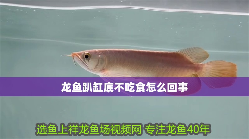 龍魚趴缸底不吃食怎么回事