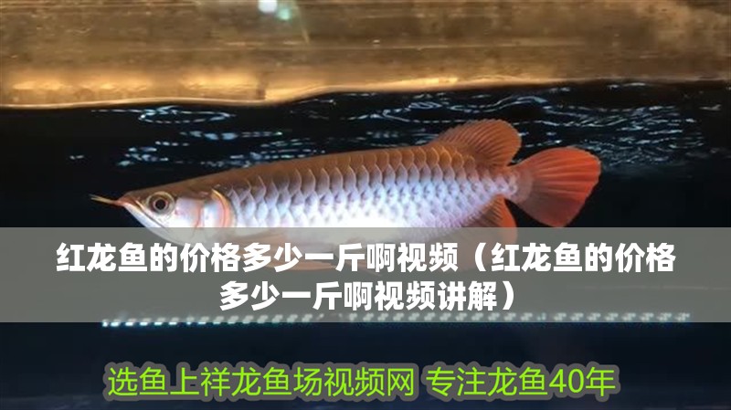 紅龍魚(yú)的價(jià)格多少一斤啊視頻（紅龍魚(yú)的價(jià)格多少一斤啊視頻講解）