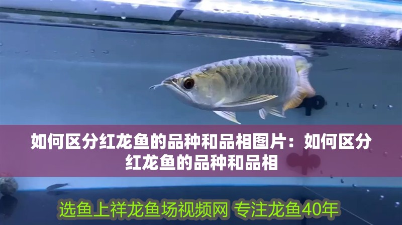 如何區分紅龍魚的品種和品相圖片：如何區分紅龍魚的品種和品相