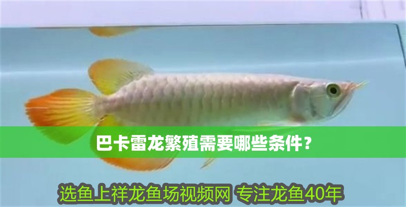 巴卡雷龍繁殖需要哪些條件？