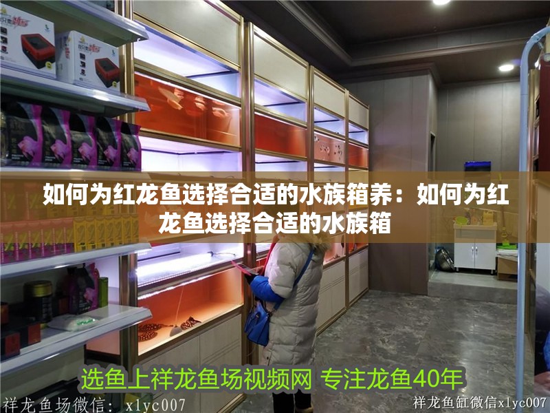 如何為紅龍魚選擇合適的水族箱養(yǎng)：如何為紅龍魚選擇合適的水族箱
