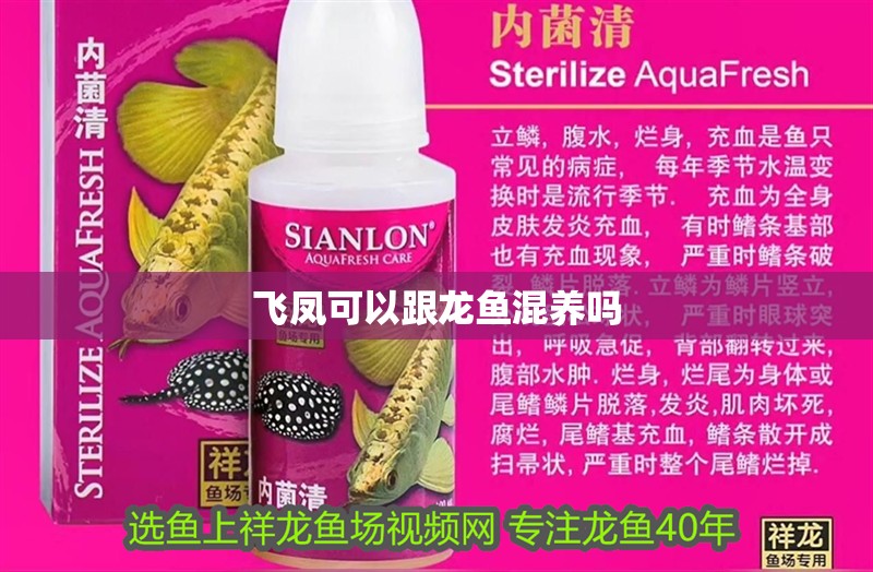 飛鳳可以跟龍魚混養(yǎng)嗎