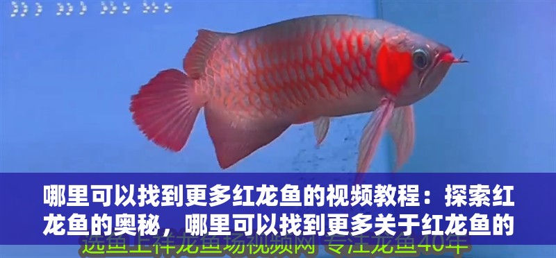 哪里可以找到更多紅龍魚的視頻教程：探索紅龍魚的奧秘，哪里可以找到更多關于紅龍魚的視頻？
