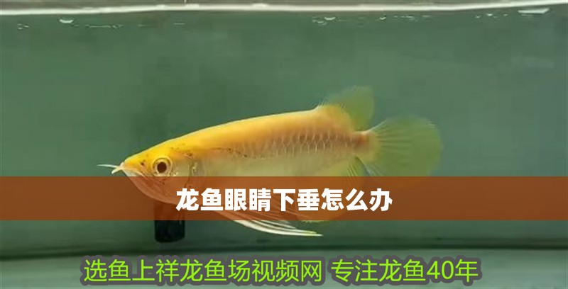龍魚眼睛下垂怎么辦