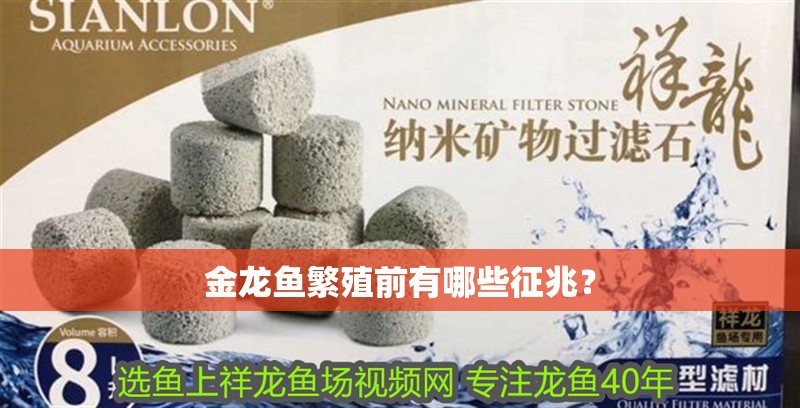 金龍魚繁殖前有哪些征兆？ 金龍魚繁殖前有哪些征兆？ 龍魚百科