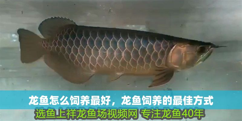 龍魚怎么飼養最好，龍魚飼養的最佳方式
