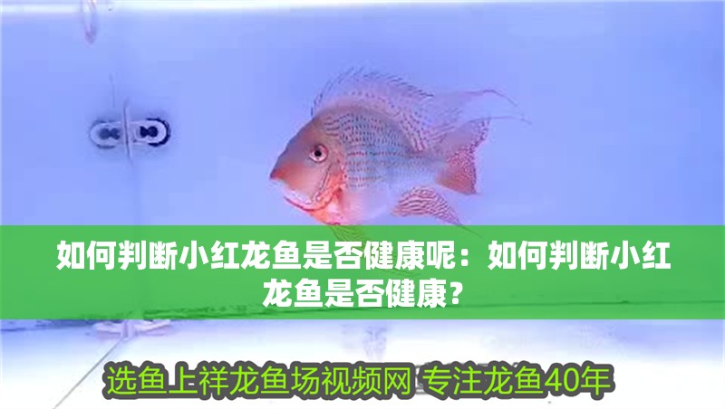 如何判斷小紅龍魚是否健康呢：如何判斷小紅龍魚是否健康？