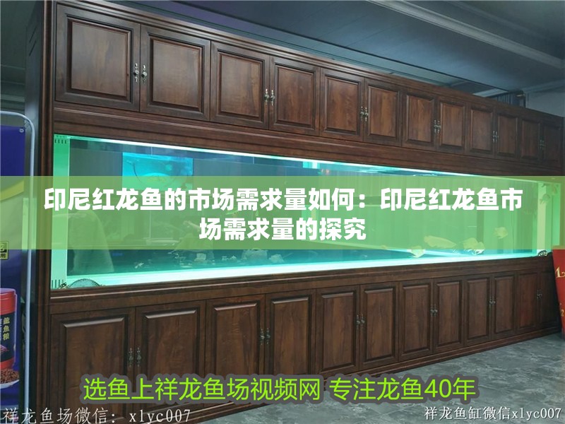 印尼紅龍魚的市場需求量如何：印尼紅龍魚市場需求量的探究