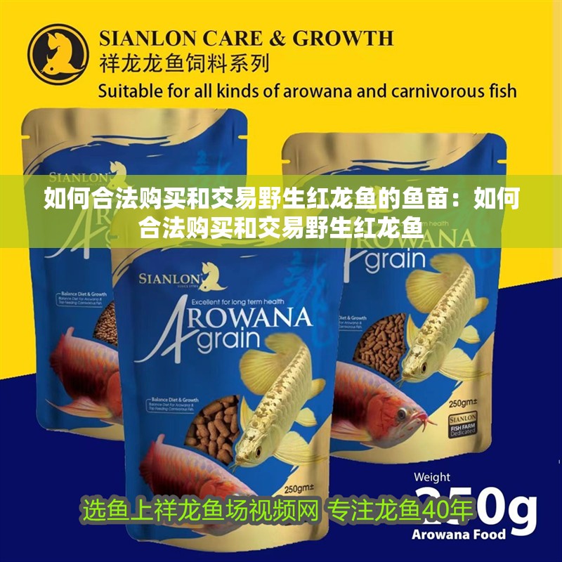 如何合法購(gòu)買和交易野生紅龍魚(yú)的魚(yú)苗：如何合法購(gòu)買和交易野生紅龍魚(yú)