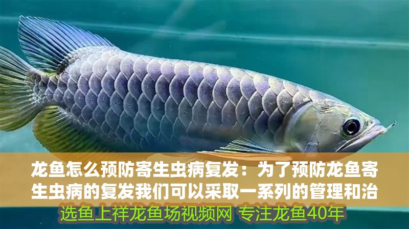 龍魚怎么預防寄生蟲病復發：為了預防龍魚寄生蟲病的復發我們可以采取一系列的管理和治療措施