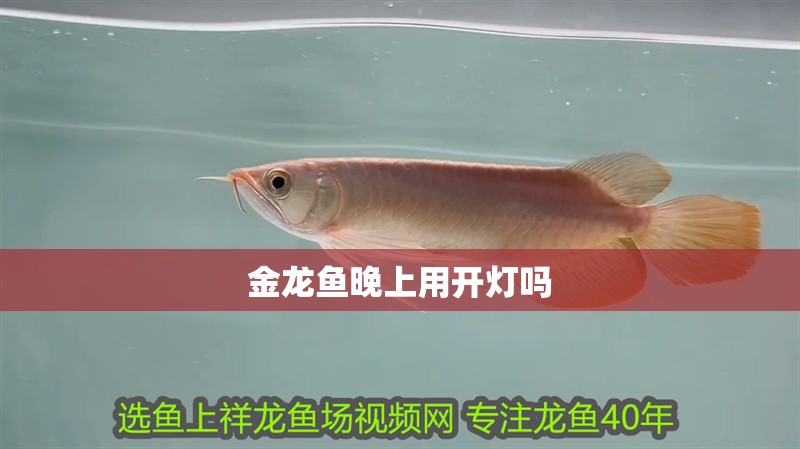 金龍魚晚上用開燈嗎