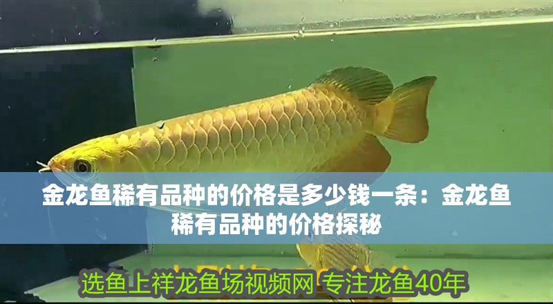 金龍魚稀有品種的價格是多少錢一條：金龍魚稀有品種的價格探秘