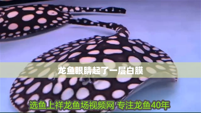 龍魚眼睛起了一層白膜