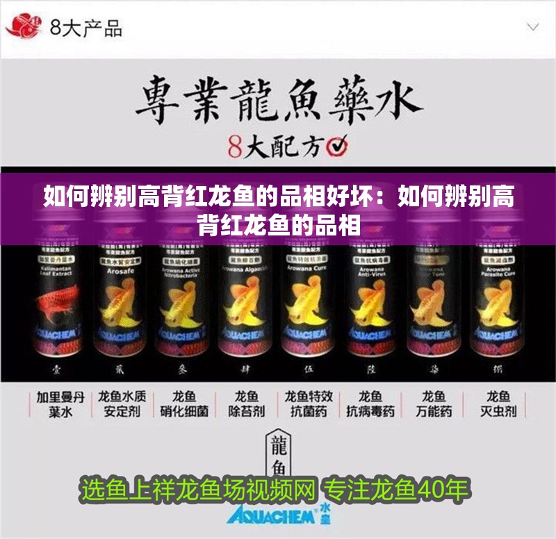 如何辨別高背紅龍魚的品相好壞：如何辨別高背紅龍魚的品相