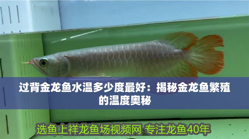過背金龍魚水溫多少度最好：揭秘金龍魚繁殖的溫度奧秘