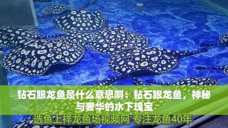 鉆石眼龍魚是什么意思啊：鉆石眼龍魚，神秘與奢華的水下瑰寶