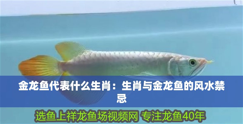 金龍魚代表什么生肖：生肖與金龍魚的風水禁忌