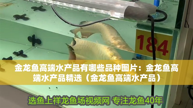 金龍魚高端水產品有哪些品種圖片：金龍魚高端水產品精選（金龍魚高端水產品）
