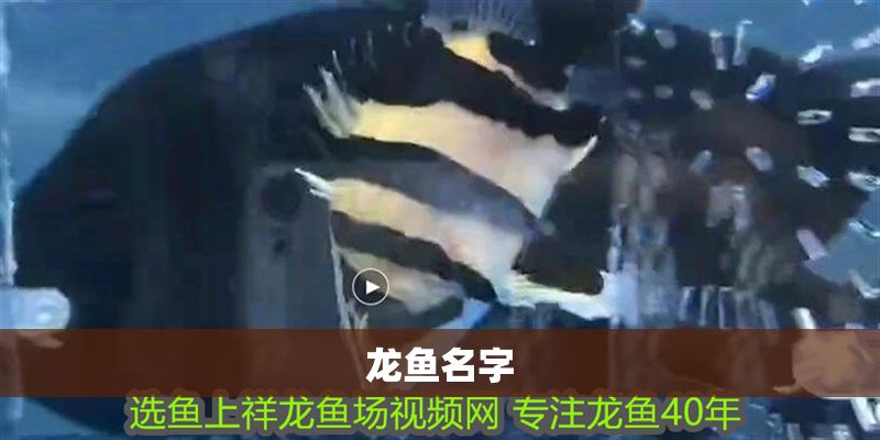龍魚名字