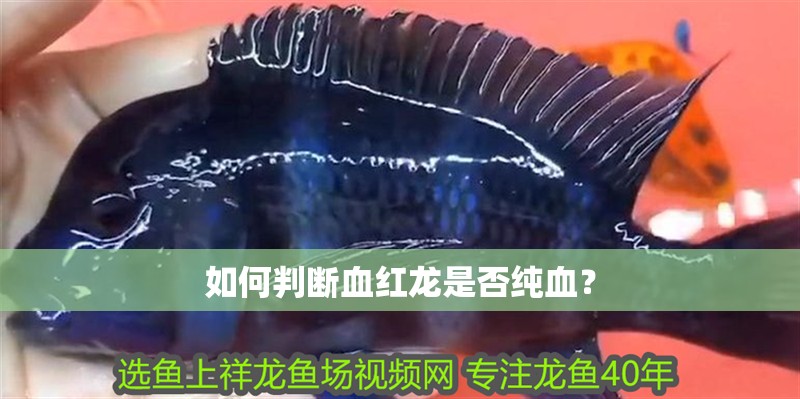 如何判斷血紅龍是否純血？