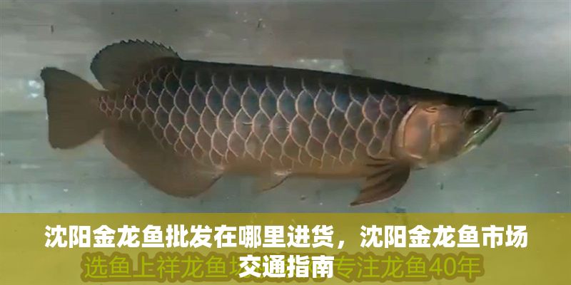 沈陽金龍魚批發在哪里進貨，沈陽金龍魚市場交通指南