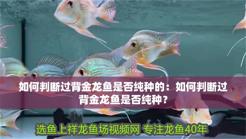 如何判斷過背金龍魚是否純種的：如何判斷過背金龍魚是否純種？