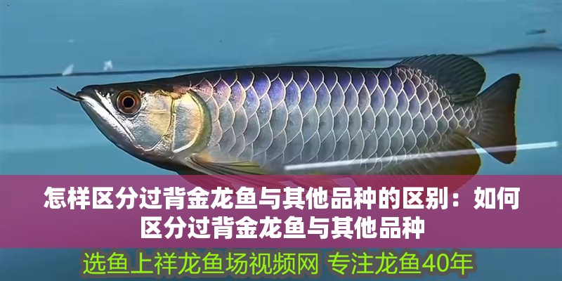 怎樣區分過背金龍魚與其他品種的區別：如何區分過背金龍魚與其他品種