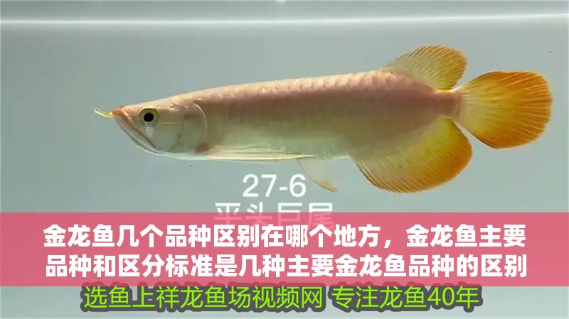 金龍魚幾個品種區(qū)別在哪個地方，金龍魚主要品種和區(qū)分標準是幾種主要金龍魚品種的區(qū)別