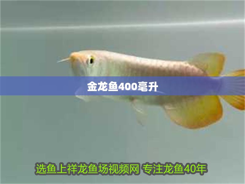 金龍魚400毫升