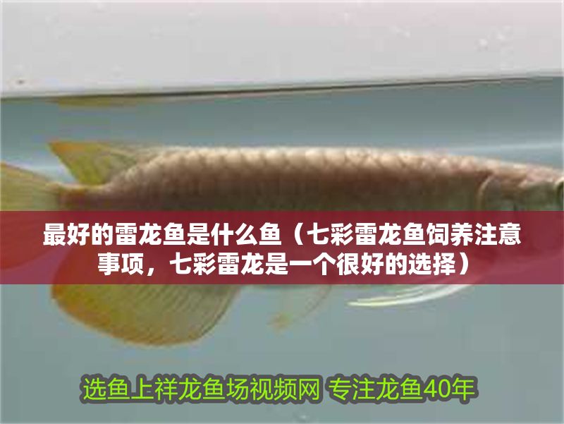 最好的雷龍魚是什么魚（七彩雷龍魚飼養注意事項，七彩雷龍是一個很好的選擇）