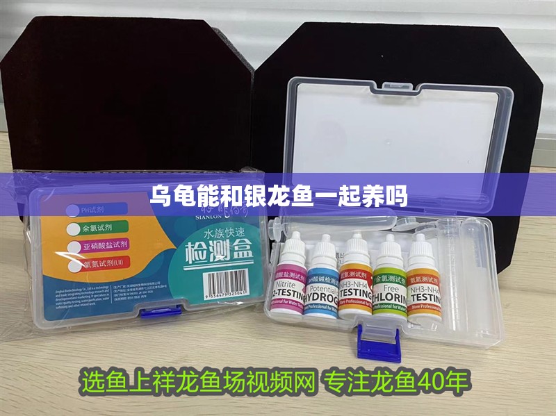 烏龜能和銀龍魚一起養嗎