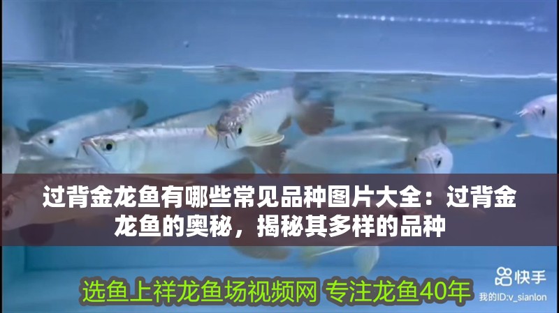 過背金龍魚有哪些常見品種圖片大全：過背金龍魚的奧秘，揭秘其多樣的品種