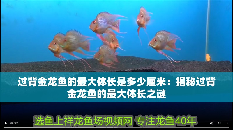 過(guò)背金龍魚(yú)的最大體長(zhǎng)是多少厘米：揭秘過(guò)背金龍魚(yú)的最大體長(zhǎng)之謎