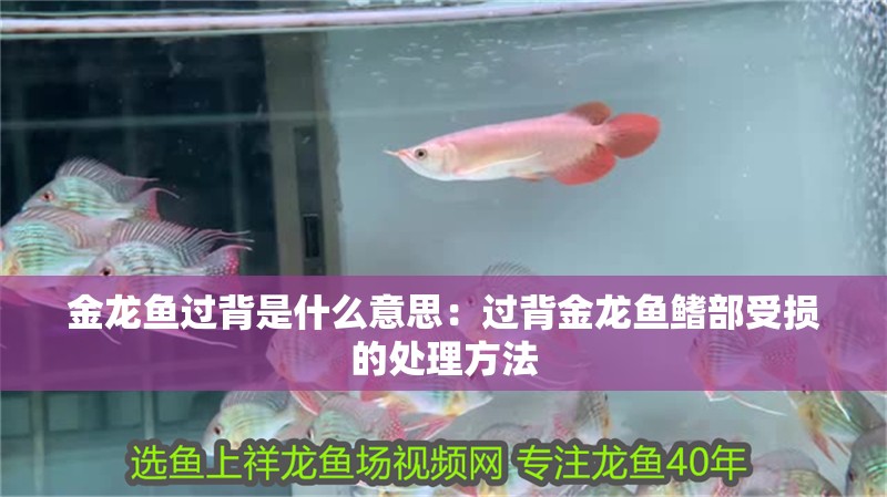 金龍魚過背是什么意思：過背金龍魚鰭部受損的處理方法
