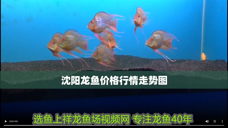 沈陽龍魚價格行情走勢圖 沈陽龍魚價格行情走勢圖 龍魚百科
