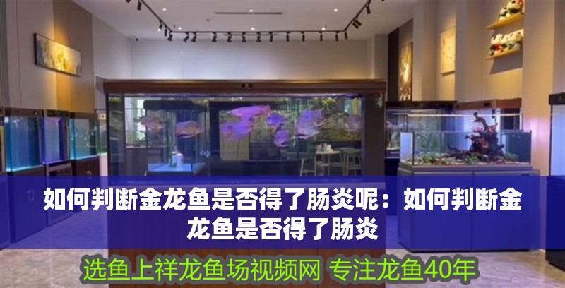 如何判斷金龍魚是否得了腸炎呢：如何判斷金龍魚是否得了腸炎