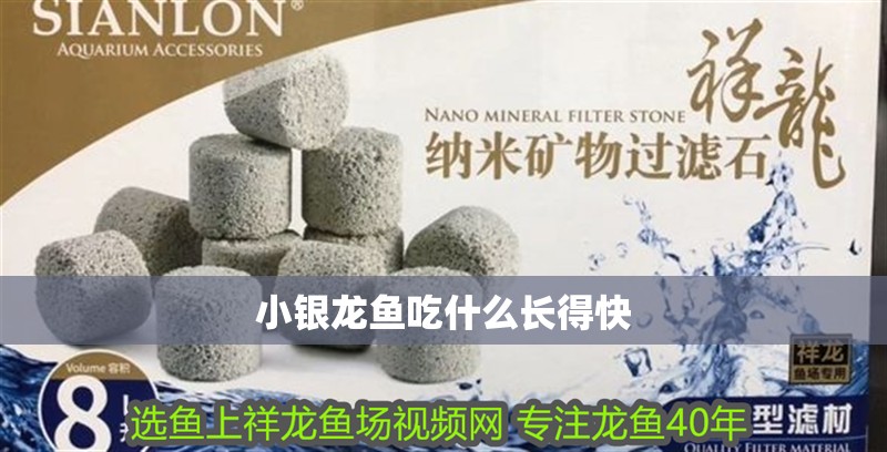 小銀龍魚吃什么長得快