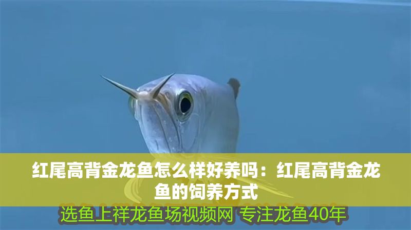 紅尾高背金龍魚怎么樣好養(yǎng)嗎：紅尾高背金龍魚的飼養(yǎng)方式