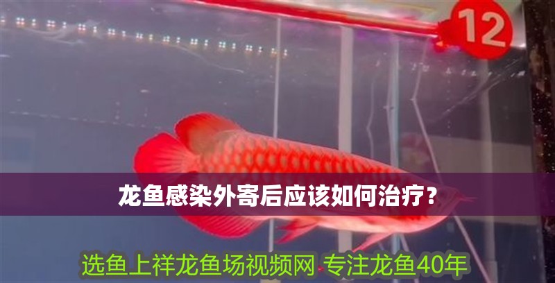 龍魚感染外寄后應該如何治療？