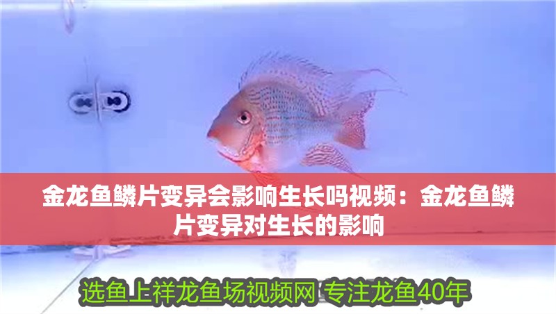 金龍魚(yú)鱗片變異會(huì)影響生長(zhǎng)嗎視頻：金龍魚(yú)鱗片變異對(duì)生長(zhǎng)的影響