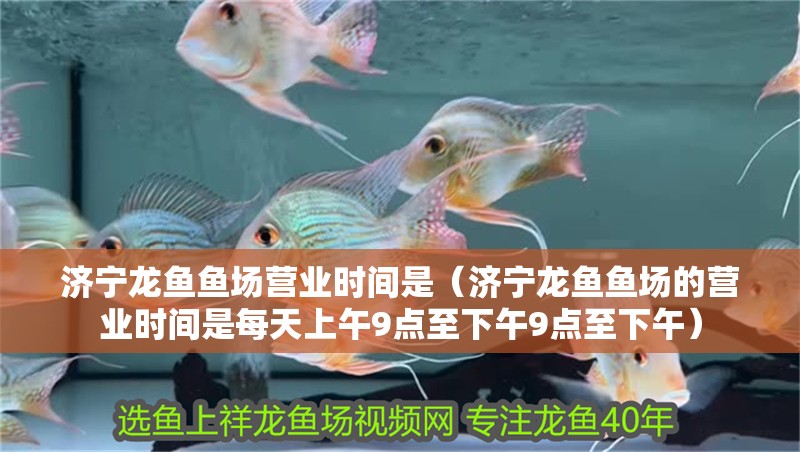 濟寧龍魚魚場營業時間是（濟寧龍魚魚場的營業時間是每天上午9點至下午9點至下午）