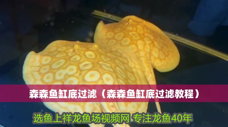 森森魚缸底過濾（森森魚缸底過濾教程）