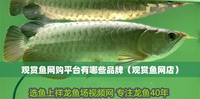 觀賞魚網購平臺有哪些品牌（觀賞魚網店） 觀賞魚網購平臺有哪些品牌（觀賞魚網店） 全國水族館企業名錄 第1張