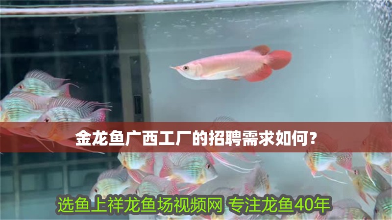 金龍魚廣西工廠的招聘需求如何？
