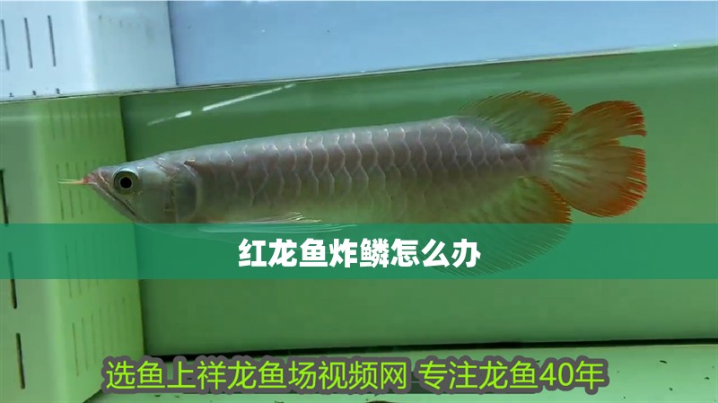 龍魚魚鰭上有白色絮狀物怎么回事：龍魚魚鰭上出現白色絮狀物可能是多種原因引起的