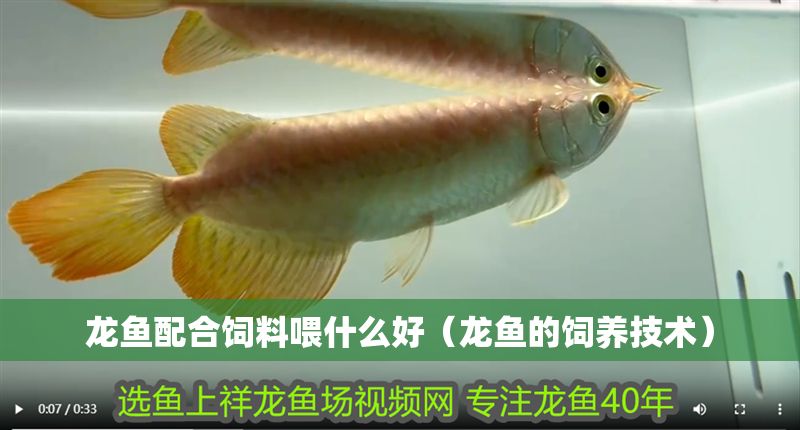 龍魚配合飼料喂什么好（龍魚的飼養(yǎng)技術(shù)）